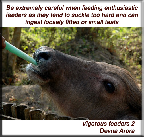 Devna Arora - Vigorous feeders